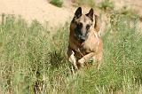 MALINOIS 199